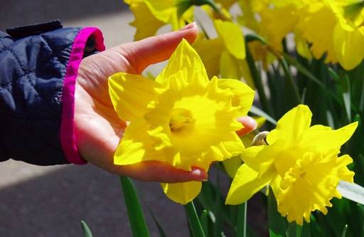 Daffodil in persons hand